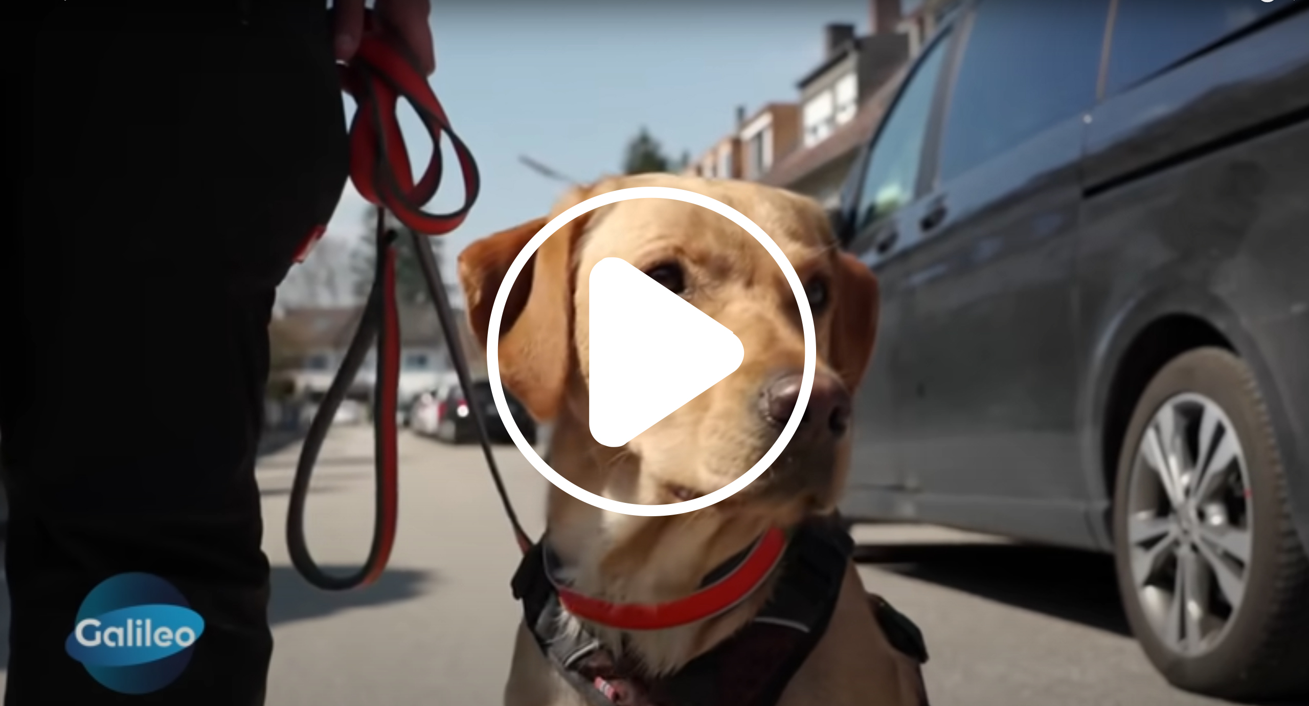 Beitrag Prosieben Galileo Schimmelsuchhund Bayern Do´s and Dont´s bei Schimmel