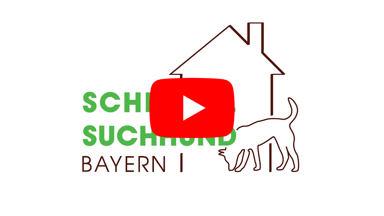 schimmelsuchhund-video-youtube