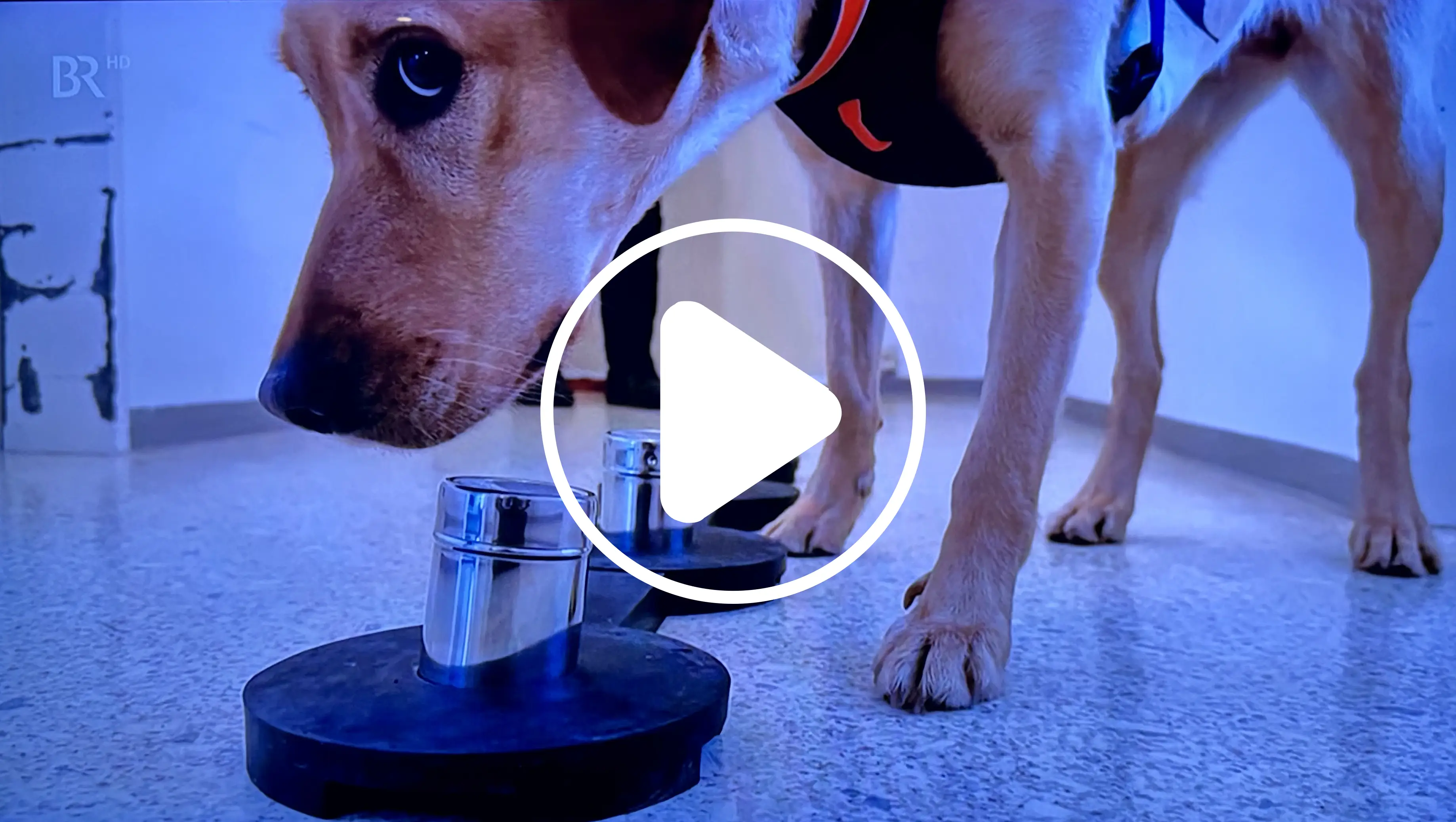 Bericht BR24 Schimmelsuchhund Bayern