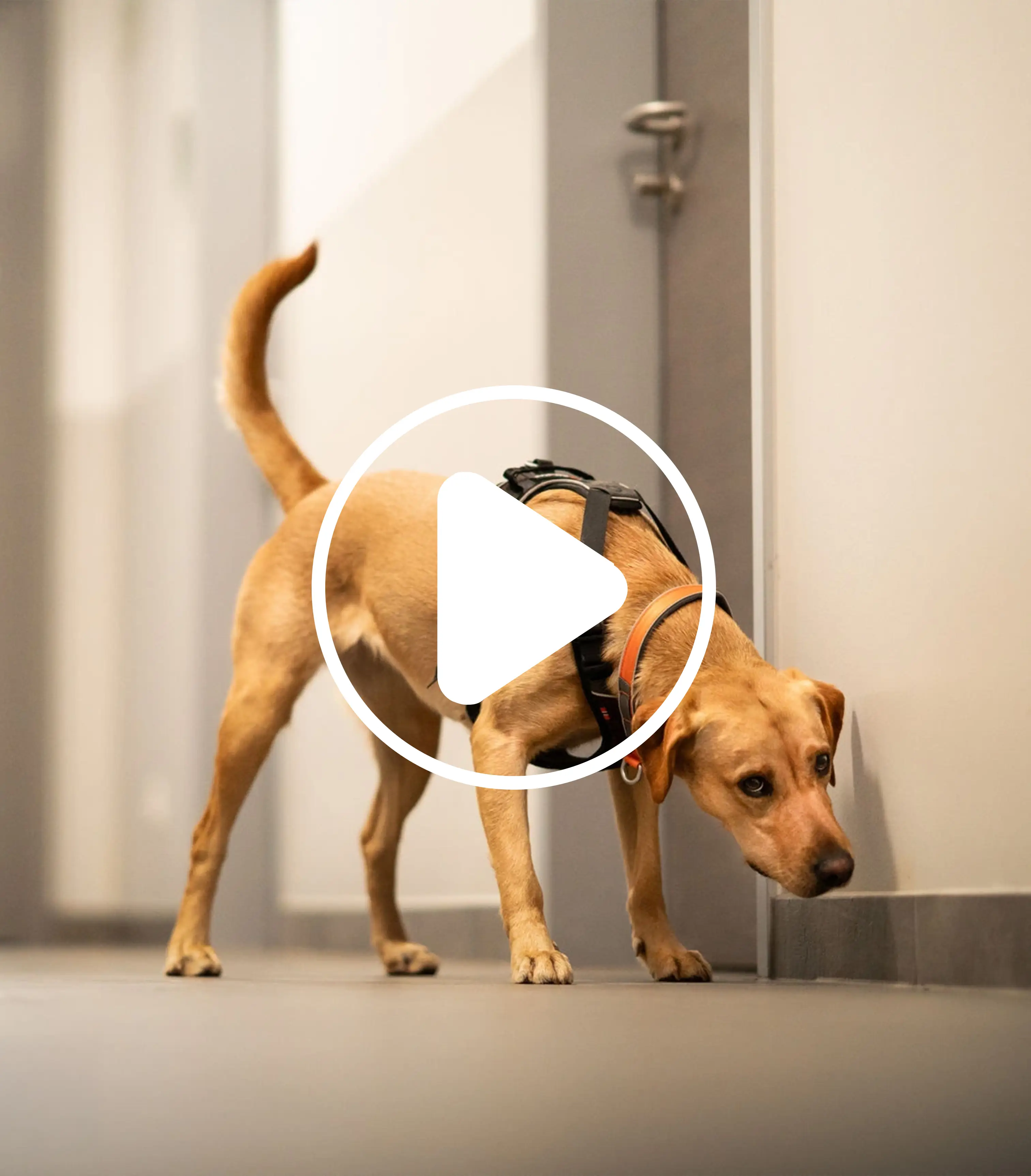 schimmelsuchhund-video-youtube-bailey-vorschau-neu.jpg